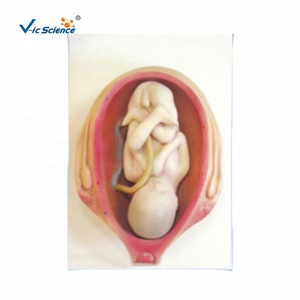 แบบจำลองทางกายวิภาคของกระบวนการเจริญเติบโตของตัวอ่อนในช่วงตั้งครรภ์ - แบบจำลองเพื่อการศึกษาที่เป็นมิตรต่อสิ่งแวดล้อม ทำจากพีวีซี สำหรับโรงเรียนแพทย์ เพื่อการส่งเสริมยา - Product Image 4