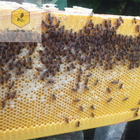Imkerei-Werkzeuge Neuestes Flow-Bienenstock Imkerei-Ausrüstung Bienenstock mit 10 Rahmen und 7 Flow-Rahmen