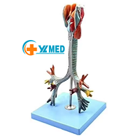 Modèle anatomique du larynx, de la trachée et du système bronchique humain, modèle anatomique du larynx, bronchoscopie, modèles pédagogiques pulmonaires pour la recherche