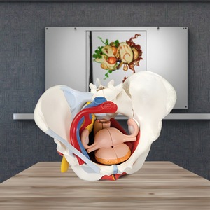 نموذج تشريحي طبي لعضلات قاع الحوض الأنثوية من دارهمي، يضم 6 أجزاء طبيعية كبيرة تشمل الأعضاء والأوعية الدموية والأعصاب - Product Image 3