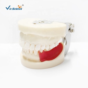 Modelo de entrenamiento Typodont, modelo de mandíbula de práctica de <span class=keywords><strong>implantes</strong></span> <span class=keywords><strong>dentales</strong></span>, modelo de dientes humanos, modelo de educación de Ciencias Médicas - Product Image 4