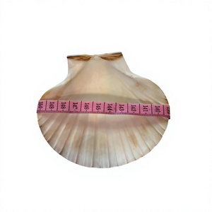 Conchas de Vieira Reales, Naturales, Ecológicas, Pulimentadas, Decorativas para Bodas en la Playa, Manualidades, Decoración del Hogar, Joyería DIY - Product Image 1