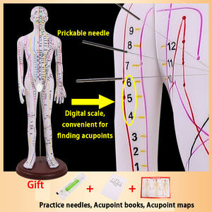 Acupuncture 62CM et point de moxibustion Modèle <span class=keywords><strong>humain</strong></span> <span class=keywords><strong>Corps</strong></span> entier Médecine traditionnelle chinoise Diagramme des douze méridiens - Product Image 6