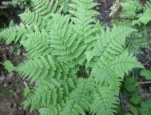 Fornitura di Polypodium Leucotomos polvere di Polypodium estratto di Polypodium Leucotomos estratto alla rinfusa 10:1 - Product Image 3