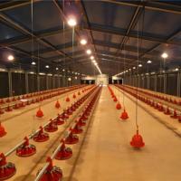 Système de poulailler modulaire-Connexion par boulon, expansion facile, 10,000 oiseaux par unité
