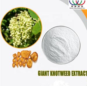 Растительный 10:1 20:1 гигантский экстракт корня спорыша пищевой порошок - Product Image 4