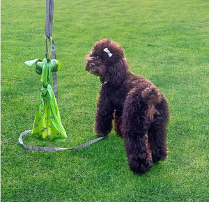 Bolsas de Plástico Biodegradables y Compostables para Excremento de Perro, Personalizadas, 100% Biodegradables, con Asas - Product Image 1