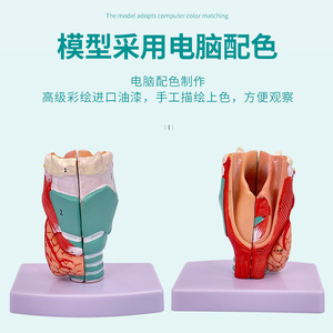 Modèle anatomique naturel du larynx ; modèle anatomique du larynx humain ; modèle anatomique de la tête laryngée - Product Image 4