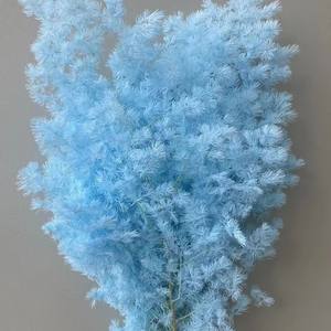 Fleur naturelle séchée et préservée Asparangus, Fleur <span class=keywords><strong>de</strong></span> Pougéa <span class=keywords><strong>de</strong></span> Penglai, Fleur <span class=keywords><strong>de</strong></span> <span class=keywords><strong>Fougère</strong></span> Ming, Effet naturel, Cadeau Saint-Valentin, Noël, Décoration d'intérieur - Product Image 1