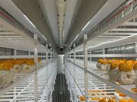 Conteneur de culture de champignons de 40 pieds avec éclairage LED optimisé et contrôle automatique de la température et de l'humidité