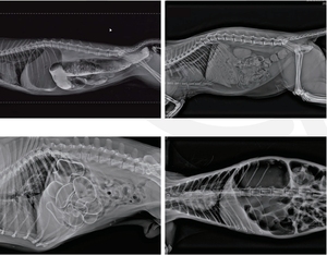 32kw Vétérinaire <span class=keywords><strong>DR</strong></span> Système de radiographie numérique au sol Animaux Machine à rayons X numérique avec grand écran - Product Image 5