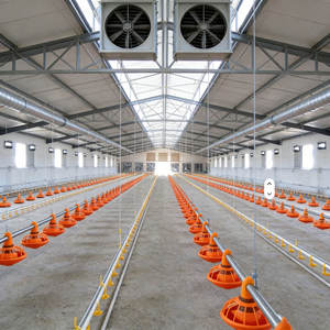 Granja Avícola a Gran Escala, Nave Avícola Prefabricada Cerrada y Automatizada - Product Image 2