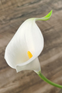Flores Artificiales de Lirio Calla de Látex de Alta Calidad con Tacto Real, 79 cm, Tamaño Grande, Color Blanco, para el Día de la Madre, Navidad, Año Nuevo - Product Image 4