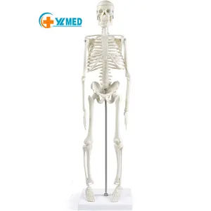45cm menschliches Skelett modell Anatomisches Modell der medizinischen Lehr ressourcen