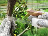Couteau de greffage de jardinage à double lame avec 2 rubans, manche en bois, couteau de coupe pour greffage agricole, couteau pliable