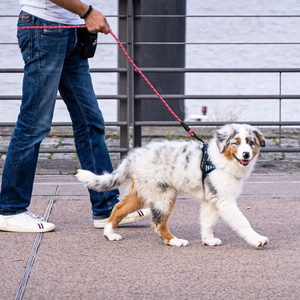 2025 Hot Sale Adjustable Nylon Dog slip Leash Durable Reflective Dog Leash for Pets <b>Walking</b> - Product Image 5