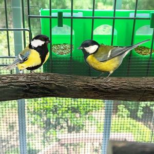 Distributeur de nourriture pour oiseaux en plastique, résistant à la pluie, vente directe d'usine QA, mangeoire pour oiseaux, mangeoire pour pigeons, mangeoire pour perroquets - Product Image 6