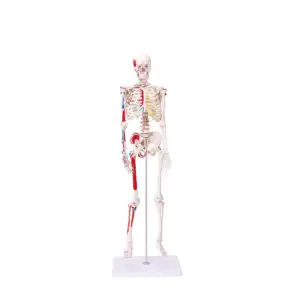 Новейшая обучающая модель скелета, модель анатомии человека, череп
