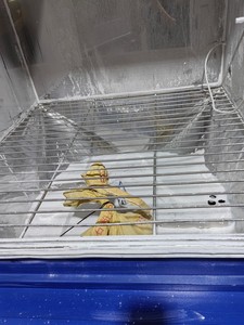 Sandstaub für Kammer Schutz vor Staub für Kammer IP55-Schutz Hochpräzise Testmaschine mit 1 Jahr Garantie - Product Image 2
