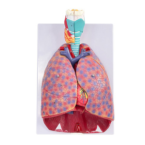 Modèle d'anatomie du système respiratoire-Structure du larynx, des poumons et du cœur avec indicateurs étiquetés pour l'enseignement médical et l'étude <span class=keywords><strong>clinique</strong></span> - Product Image 1