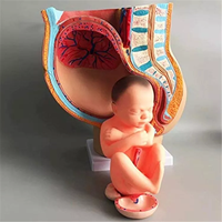 Enseñanza médica modelo reproductivo femenino modelo anatómico embarazada con cinturón pélvico cuidado del bebé herramienta de instrucción de ciencia médica