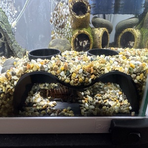 Mini Aquário com Teto Transparente para <span class=keywords><strong>Betta</strong></span>, Guppies e Peixes Dourados |   Economizador de Espaço e Fácil de Limpar (Sem Eletricidade) |   Compatível Pequeno - Product Image 3