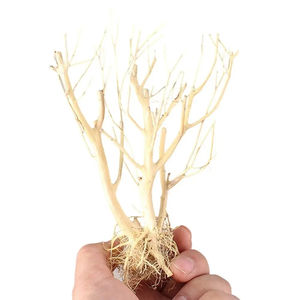 Stevige Duurzame Boomtak Gemakkelijk Schoon Te Maken <span class=keywords><strong>Diy</strong></span> <span class=keywords><strong>Aquarium</strong></span> Mos Tree Hoge Kwaliteit <span class=keywords><strong>Aquarium</strong></span> Drijfhout - Product Image 1