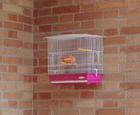 GIUSY cane et petite Cage d'oiseau exotique