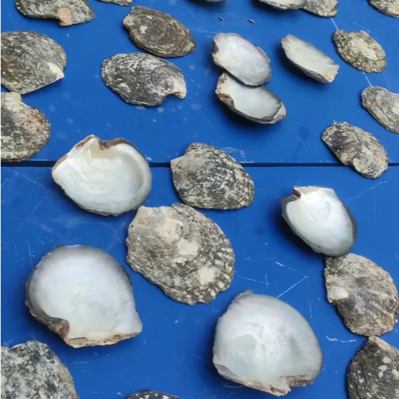 Factory wholesale black MOP Seashell Crafts Tahiti mother of pearl raw shells for Jewelry