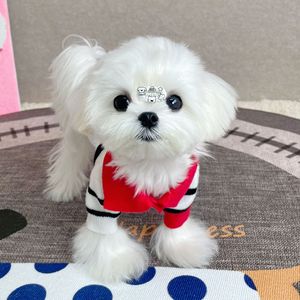 Ropa para Mascotas, Suéter de Punto a Rayas para Perros y Gatos, Todas las Temporadas, <span class=keywords><strong>Schnauzer</strong></span>, Yorkshire, Bichón Frisé, Perros Pequeños y Medianos, Venta al Por Mayor - Product Image 3
