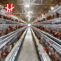 Équipement d'élevage avicole : Cage à poules pondeuses de type A à haute densité, économique, avec système d'évacuation automatique du fumier, poulailler en structure A