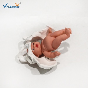 Modèle anatomique de bassin féminin en PVC, 3 parties détachables avec symphysis pubienne, pour l'enseignement des sciences médicales, certifié CE ISO ROHS CNAS - Product Image 5