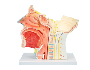 2.5X拡大された12ペアの頭蓋神経解剖モデル (取り外し可能な眼球) - Product Image 6