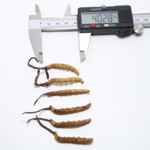 Alta calidad a granel puro Natural salvaje Luofmiss Cordyceps hongo orgánico <span class=keywords><strong>comprar</strong></span> Cordyceps <span class=keywords><strong>Sinensis</strong></span> - Product Image 6