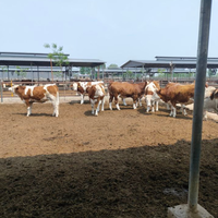 Cría de animales Cría inteligente Cápsula de estómago de vaca Monitoreo en tiempo real del estado de salud del estro Embarazo y parto
