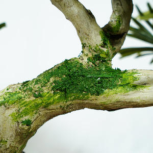 Materiale plastico e radici con muschio 80 centimetri alt bonsai di pino naturale macetas para bonsai baratas giapponese bonsai - Product Image 3