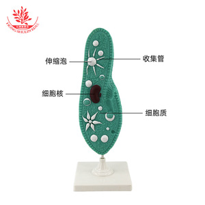 Modèle Paramecium 33103 : Structure interne typique d'un organisme à cellule unique ; Éducation scientifique au collège - Product Image 2