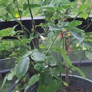 Sistema de Riego Universal de Cobre, Juego de Microaspersores de 8 mm, Ajustable 360 Grados, Kit de Riego de Jardín de Conexión Rápida - Product Image 3