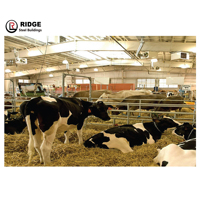 Ferme de vaches préfabriquées de haute qualité utilisant une structure en acier Hangar laitier Construction conception de ferme structure en acier hangar à porcs