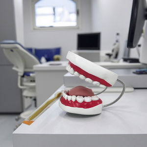 Modello Standard per lo Spazzolamento dei Denti, Modello di Denti Umani per <span class=keywords><strong>Formazione</strong></span> Medica, Realizzato in Plastica e PVC per lo Studio - Product Image 1