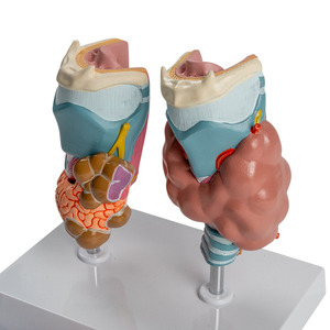 Modelo Patológico de Tiroides Humano, Hipertriatodermia, Hipotiatodermia, Sistema Endocrino, Herramienta de Enseñanza de Anatomía Médica - Product Image 5