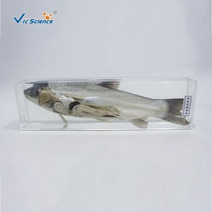 Disecación de carpa cebú y especímenes preservados; especímenes didácticos de biología del pez; especímenes preservados al por mayor para primaria y secundaria. - Product Image 3