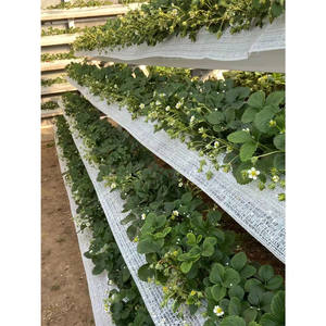 Fabricant direct de système de <span class=keywords><strong>culture</strong></span> <span class=keywords><strong>hydroponique</strong></span> en PVC élevé vertical <span class=keywords><strong>culture</strong></span> de fraises sans sol canal de <span class=keywords><strong>culture</strong></span> taille personnalisée - Product Image 3