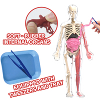 Kit de modèle scientifique d'anatomie d'organe de squelette humain phosphorescent assemblage 3D corps humain éducatif pour les enfants