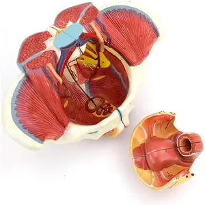 Modello di anatomia pelvica femminile con nervi genitali e vascolari per l'insegnamento e la formazione medica - Product Image 1