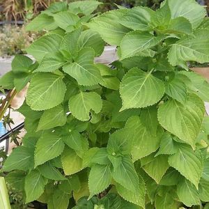 HOJA DE PERILLA AL POR MAYOR ALTA CALIDAD PARA EXPORTAR Y BUEN PRECIO/MEJOR PRECIO COMPETITIVO DE VIETNAM EN 2023 - Product Image 4