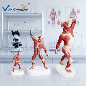 Modelo Anatómico de Músculos Superficiales del Hombre, Torso Mini Biseccionado para Entrenamiento Médico <span class=keywords><strong>en</strong></span> Escuelas y Hospitales, Material PVC - Product Image 4