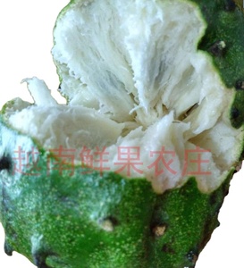 Rodajas de Fruta de Guanábana (<span class=keywords><strong>Annona</strong></span> Muricata) 100% Naturales y Secas, Fruta Deshidratada de Corossol, Cortes de Fruta Seca de Guanábana en Venta - Product Image 4