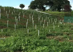 Sınırlı sıcak daldırma galvanizli çelik spiral vida kazık toprak çapa flanş bıçakları ile güneş panelleri destek