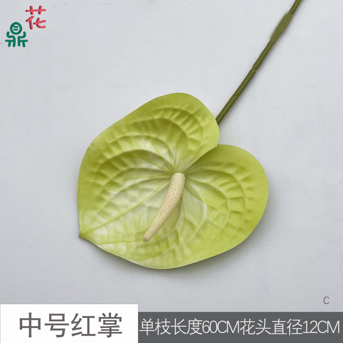 Anthurium rouge de taille moyenne C 19 vert clair